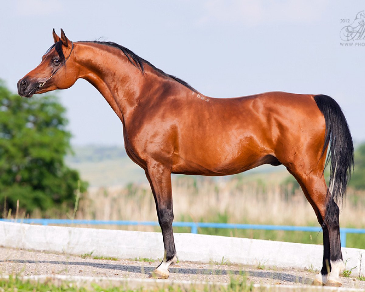 stallion Angleter 2003 ox (Arabian purebred, 2003, from Namaz 1988 ox)