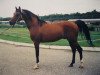 stallion Namaz 1988 ox (Arabian thoroughbred, 1988, from Mukomol 1979 ox)