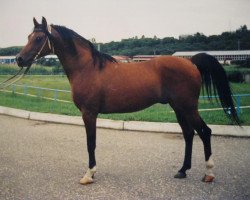 Deckhengst Namaz 1988 ox (Vollblutaraber, 1988, von Mukomol 1979 ox)