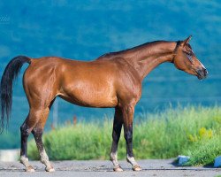 broodmare Aksamitka 2009 ox (Arabian thoroughbred, 2009, from Kamelot 2000 ox)