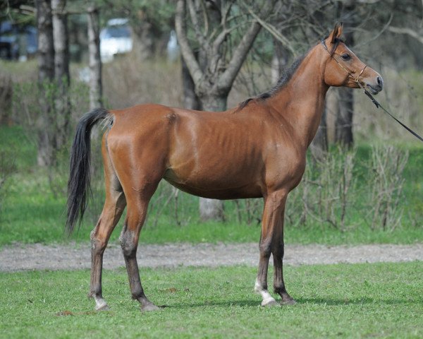 broodmare Andromeda 2005 ox (Arabian thoroughbred, 2005, from Maskarad 1997 ox)