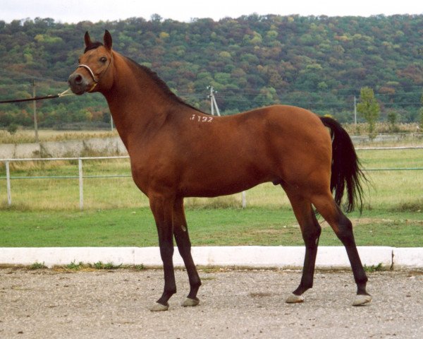 stallion Maskarad 1997 ox (Arabian thoroughbred, 1997, from Drug 1985 ox)