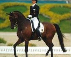 dressage horse Rembrandt (Westphalian, 1977, from Romadour II)