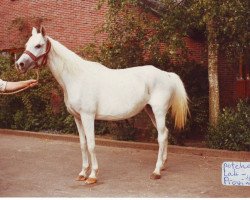 broodmare Potecha 1966 ox (Arabian thoroughbred, 1966, from Lak 1960 ox)