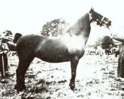 broodmare Dewi Rosina (Welsh-Cob (Sek. C), 1934, from Blaenwaun True Briton)