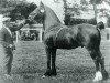 stallion Mathrafal Eidwe (Welsh-Cob (Sek. D),  , from King Flyer)