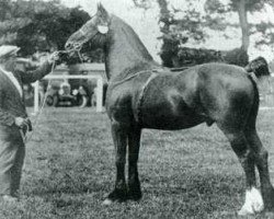 stallion Mathrafal Eidwe (Welsh-Cob (Sek. D),  , from King Flyer)