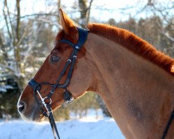 jumper Boris G (German Warmblood, 2007, from Quel Orion)