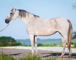 broodmare Kangera 2004 ox (Arabian thoroughbred, 2004, from Gepard 1984 ox)