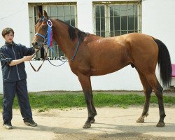 stallion Beg 2000 ox (Arabian thoroughbred, 2000, from Gepard 1984 ox)