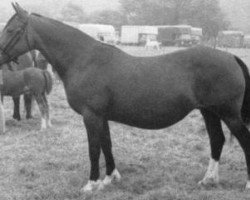 Zuchtstute Rhosfarch Morwena (Welsh-Cob (Sek. D), 1955, von Pentre Eiddwen Comet)