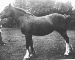 broodmare Cymraes (Welsh-Cob (Sek. C), 1929, from Mathrafal Brenin)