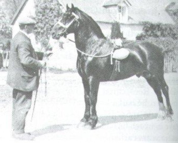 stallion Gwalia Victor (Welsh-Cob (Sek. D), 1924, from High Stepping Gambler II)