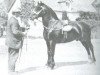 stallion Gwalia Victor (Welsh-Cob (Sek. D), 1924, from High Stepping Gambler II)
