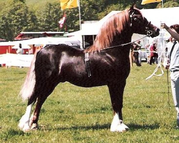 stallion Kilgour Welsh Monarch (Welsh-Cob (Sek. D), 1972, from Rhosfarch Frenin)