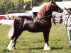 stallion Kilgour Welsh Monarch (Welsh-Cob (Sek. D), 1972, from Rhosfarch Frenin)