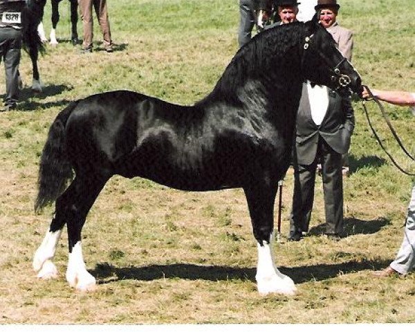 stallion Horeb Euros (Welsh-Cob (Sek. D), 1985, from Kilgour Welsh Monarch)