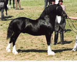 Deckhengst Horeb Euros (Welsh-Cob (Sek. D), 1985, von Kilgour Welsh Monarch)