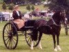 stallion Gwynfaes Sion (Welsh-Cob (Sek. D), 1994, from Horeb Euros)