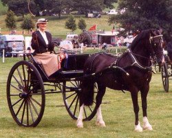 stallion Gwynfaes Sion (Welsh-Cob (Sek. D), 1994, from Horeb Euros)