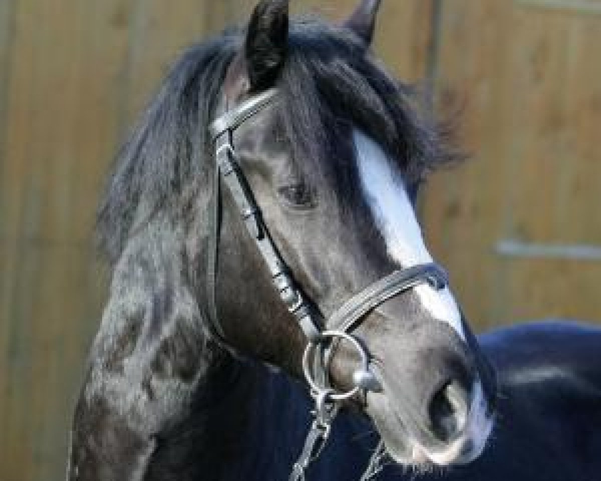Deckhengst Sion Solero (Welsh-Cob (Sek. D), 2005, von Cockmoor Sion Ddu)