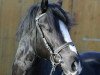 stallion Sion Solero (Welsh-Cob (Sek. D), 2005, from Cockmoor Sion Ddu)