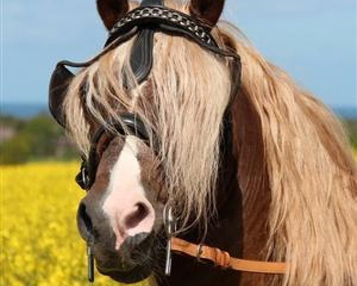 Deckhengst Babalou (Welsh-Cob (Sek. D), 2001, von Thor Baffle)