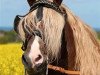 stallion Babalou (Welsh-Cob (Sek. D), 2001, from Thor Baffle)