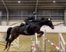 jumper Qualido (Oldenburg, 2006, from Quality 9)