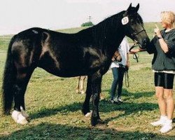 broodmare Caeresgob Doli Ebrill (Welsh-Cob (Sek. D), 1989, from Caeresgob Deryn Du)