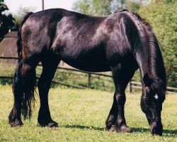 Zuchtstute Cynon Vera (Welsh-Cob (Sek. C), 1985, von Furthermoors Solomon)