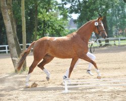 broodmare Donner Doria (German Sport Horse, 2006, from Donnerball)