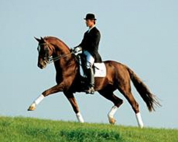 stallion Dacaprio (Hanoverian, 1996, from Davignon I)