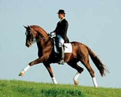 stallion Dacaprio (Hanoverian, 1996, from Davignon I)