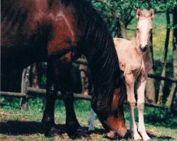 Zuchtstute Larissa (Welsh-Cob (Sek. D), 1983, von Llanarth Mostyn Triton)