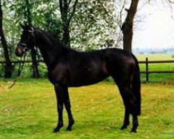 broodmare Colonade (Hanoverian, 1988, from Consul)