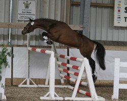 dressage horse Schäferhofs Big Boy (German Riding Pony, 2009, from Bon Jovi)