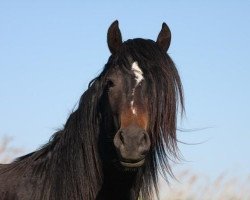 horse Kadi Beatlefive (Welsh-Cob (Sek. D), 2006, from Kadi Beatlejuice)