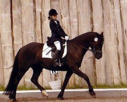 horse Kadi Venus (Welsh-Cob (Sek. D), 1998, from Derwen Ribbon of Blue)