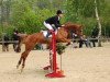 jumper Sally (Hanoverian, 2003, from Salvano)