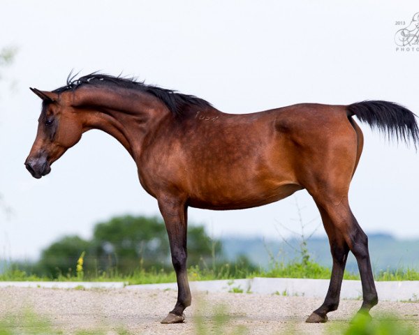 broodmare Aurika 1997 ox (Arabian thoroughbred, 1997, from Karnaval 1987 ox)