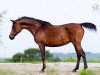 broodmare Aurika 1997 ox (Arabian thoroughbred, 1997, from Karnaval 1987 ox)