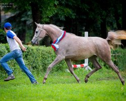 broodmare Madonna Tersk 2011 ox (Arabian thoroughbred, 2011, from HK Marcello 2005 ox)