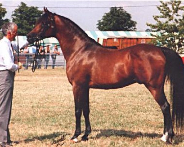 stallion Dhruv 1979 ox (Arabian thoroughbred, 1979, from El Shaklan 1975 ox)