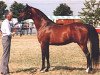 stallion Dhruv 1979 ox (Arabian thoroughbred, 1979, from El Shaklan 1975 ox)