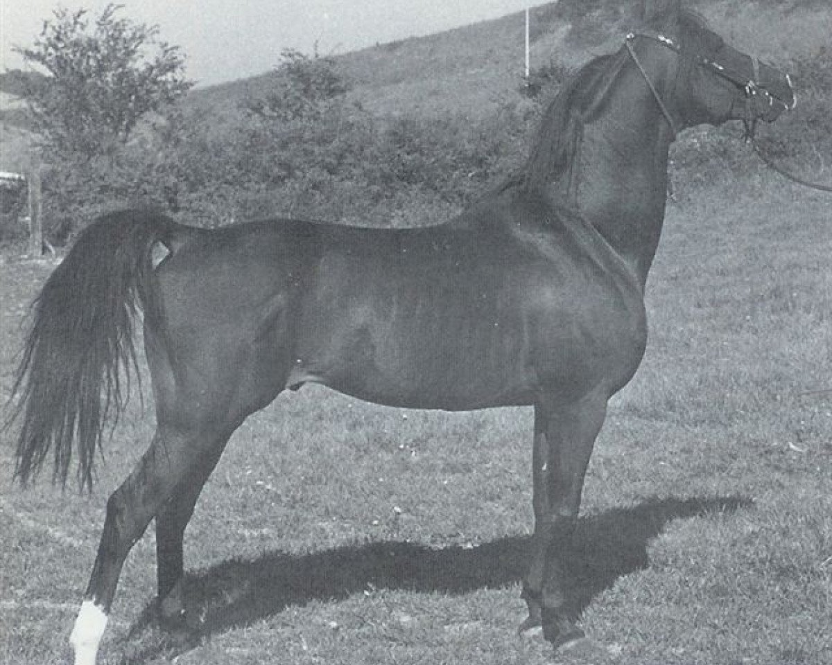 stallion Grabiec 1964 ox (Arabian purebred, 1964, from Branibor ox)