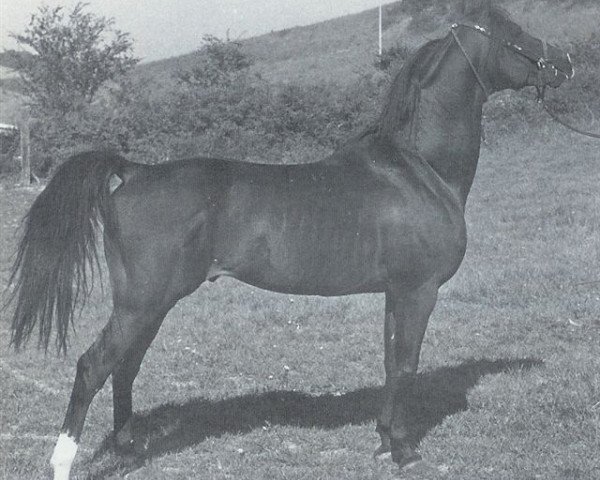 stallion Grabiec 1964 ox (Arabian thoroughbred, 1964, from Branibor ox)