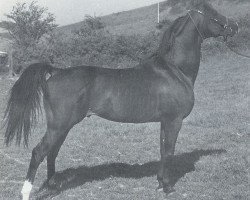 Deckhengst Grabiec 1964 ox (Vollblutaraber, 1964, von Branibor ox)