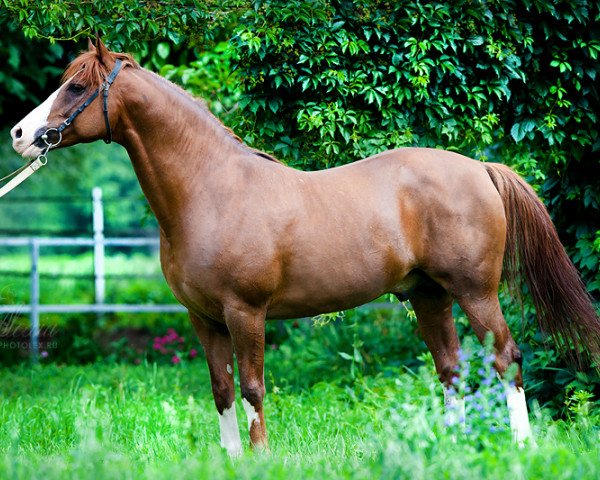 stallion Benedick 2001 ox (Arabian thoroughbred, 2001, from Dormane 1984 ox)