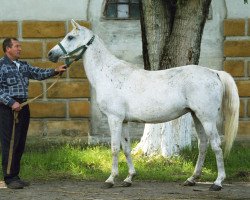 Zuchtstute Premiera 1986 ox (Vollblutaraber, 1986, von Mascat 1976 ox)